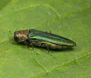 Emerald ash borer
