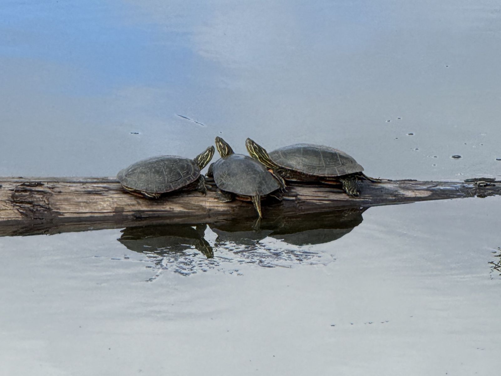 three painted wester turtles bask together on a log in the water