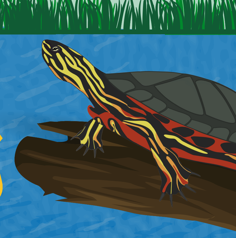 western painted turtle 