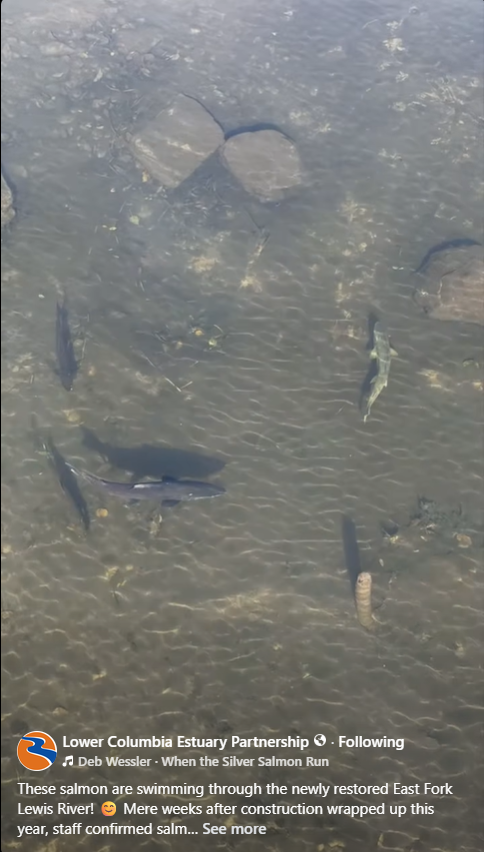 Salmon spawning video