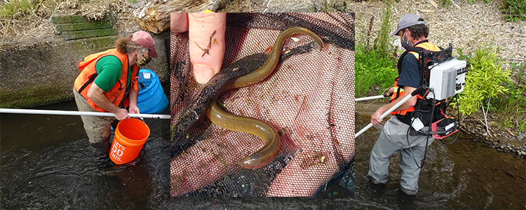 fish%20salvage%20header.jpg
