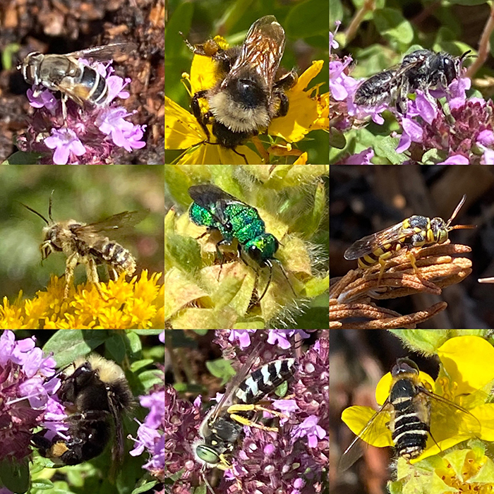 a grid of photos of bees, wasps, and flies on colorful flowers
